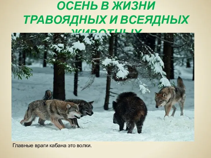 ОСЕНЬ В ЖИЗНИ ТРАВОЯДНЫХ И ВСЕЯДНЫХ ЖИВОТНЫХ Главные враги кабана это волки.