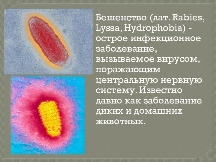 Бешенство (лат. Rabies, Lyssa, Hydrophobia) - острое инфекционное заболевание, вызываемое вирусом, поражающим