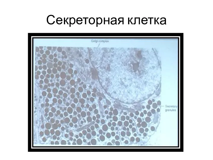 Секреторная клетка