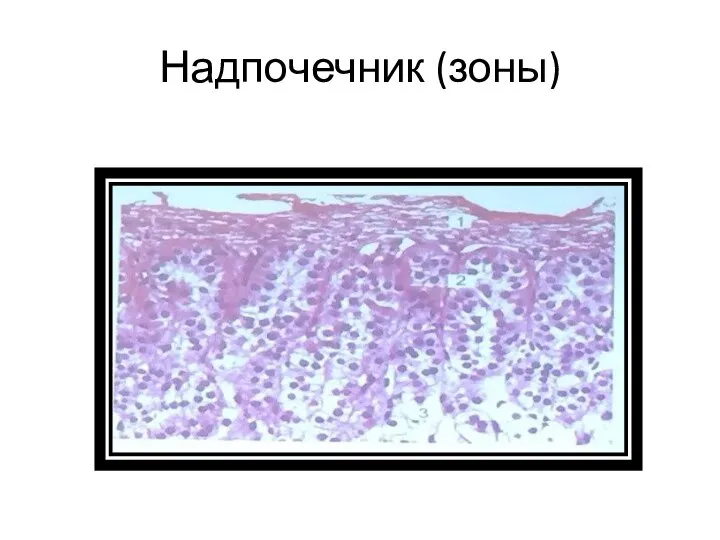 Надпочечник (зоны)