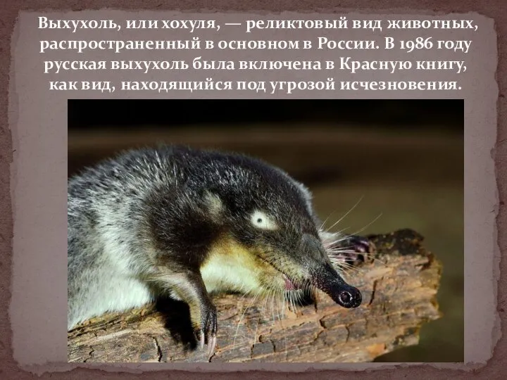 Выхухоль, или хохуля, — реликтовый вид животных, распространенный в основном в России.
