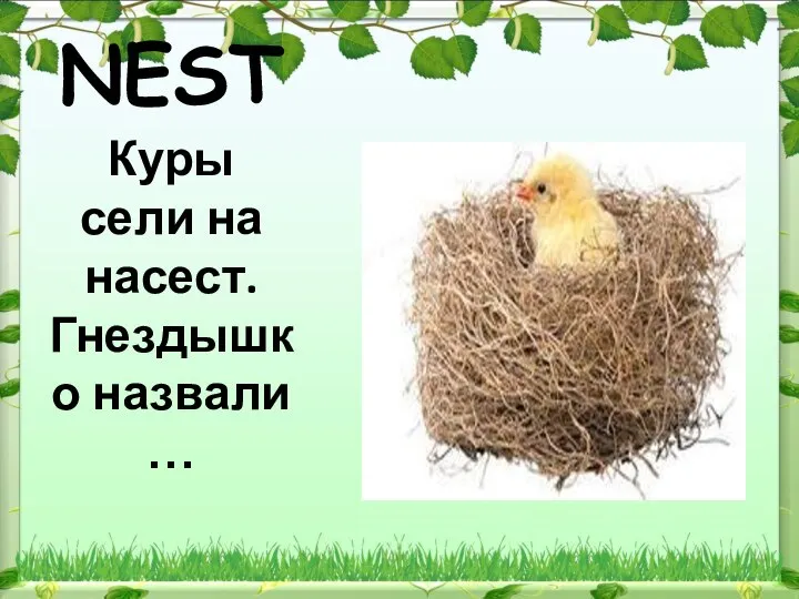 NEST Куры сели на насест. Гнездышко назвали …