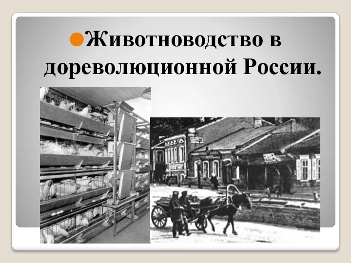 Животноводство в дореволюционной России.