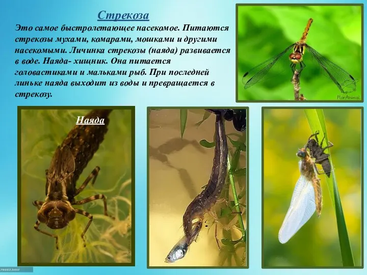 Стрекоза Это самое быстролетающее насекомое. Питаются стрекозы мухами, комарами, мошками и другими