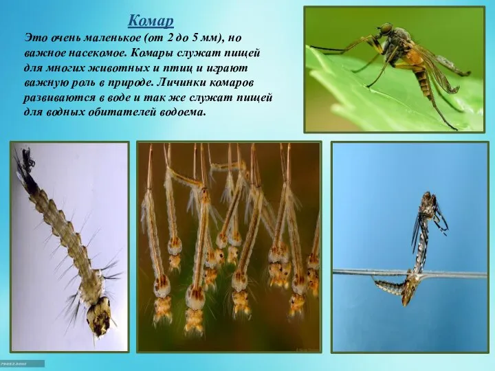 Комар Это очень маленькое (от 2 до 5 мм), но важное насекомое.