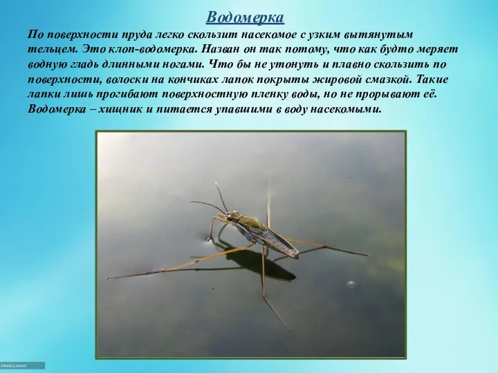 Водомерка По поверхности пруда легко скользит насекомое с узким вытянутым тельцем. Это