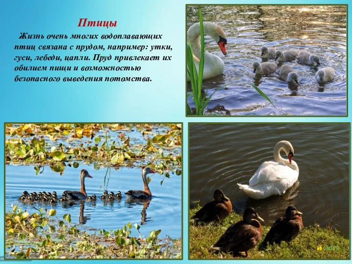 Птицы Жизнь очень многих водоплавающих птиц связана с прудом, например: утки, гуси,