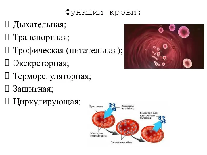 Функции крови: Дыхательная; Транспортная; Трофическая (питательная); Экскреторная; Терморегуляторная; Защитная; Циркулирующая;