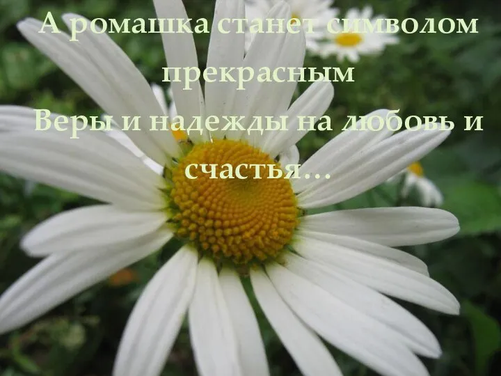 А ромашка станет символом прекрасным Веры и надежды на любовь и счастья…