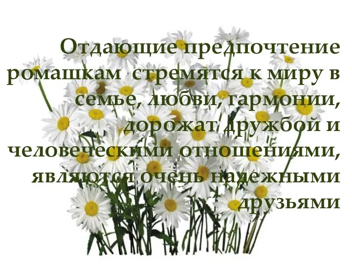 Отдающие предпочтение ромашкам стремятся к миру в семье, любви, гармонии, дорожат дружбой