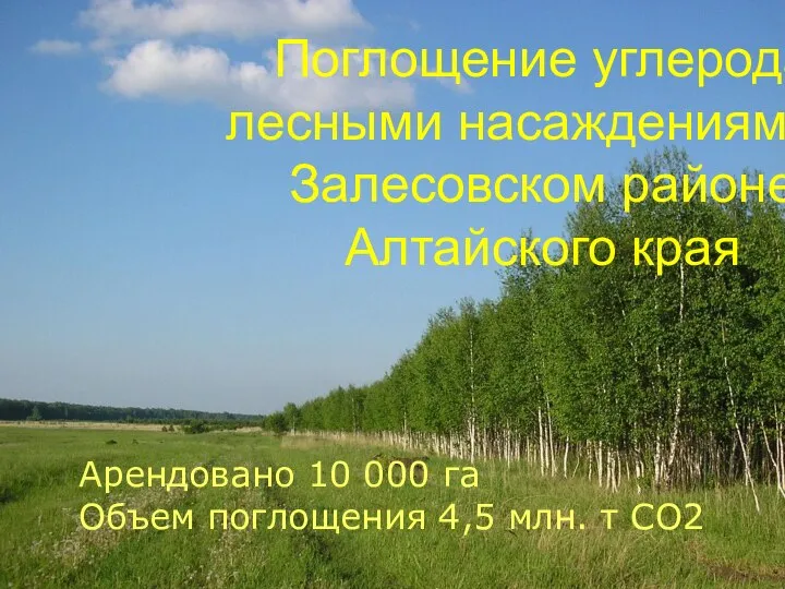 Поглощение углерода лесными насаждениями в Залесовском районе Алтайского края Арендовано 10 000