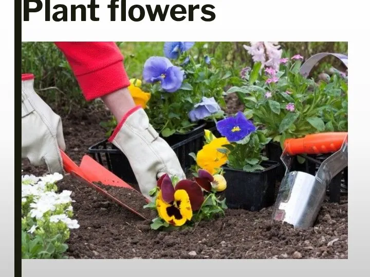 Plant flowers