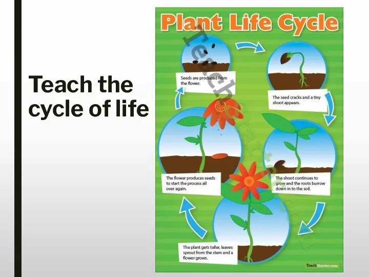 Teach the cycle of life