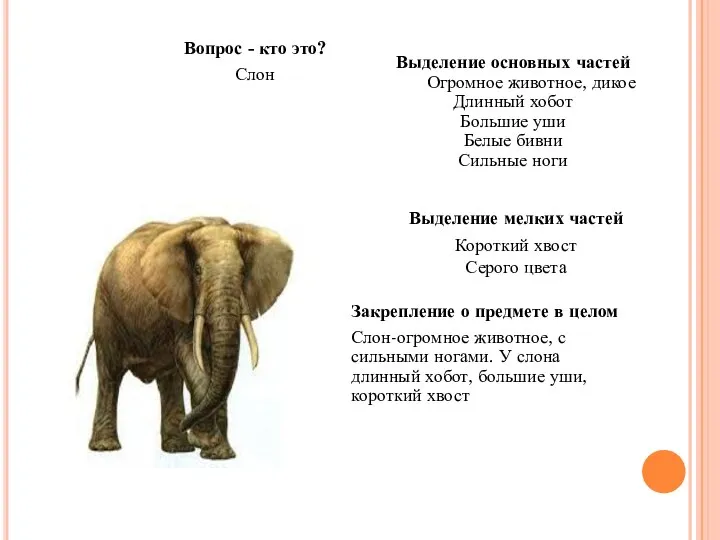 Вопрос - кто это? Слон Выделение основных частей Огромное животное, дикое Длинный