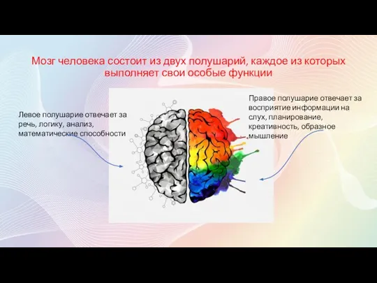 Мозг человека состоит из двух полушарий, каждое из которых выполняет свои особые
