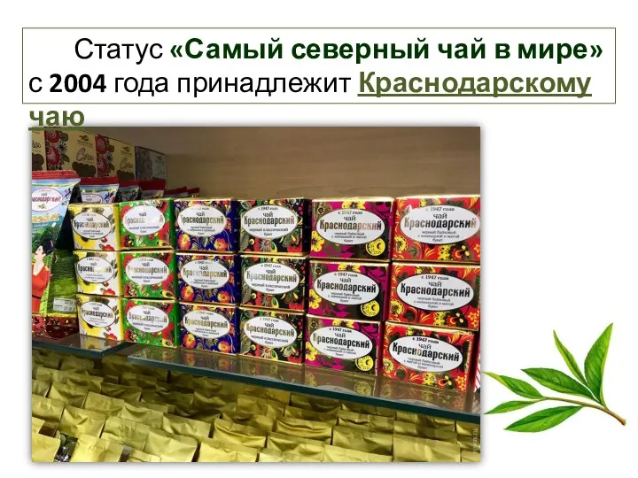 Статус «Самый северный чай в мире» с 2004 года принадлежит Краснодарскому чаю