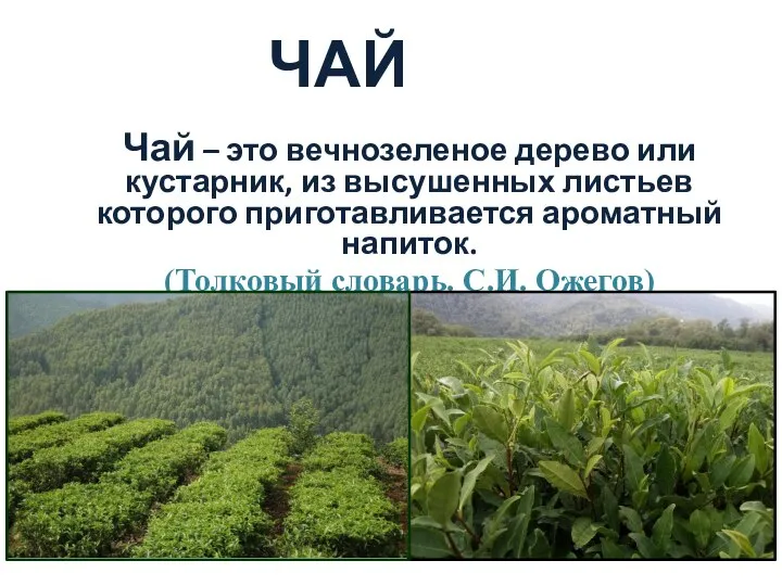 ЧАЙ Чай – это вечнозеленое дерево или кустарник, из высушенных листьев которого