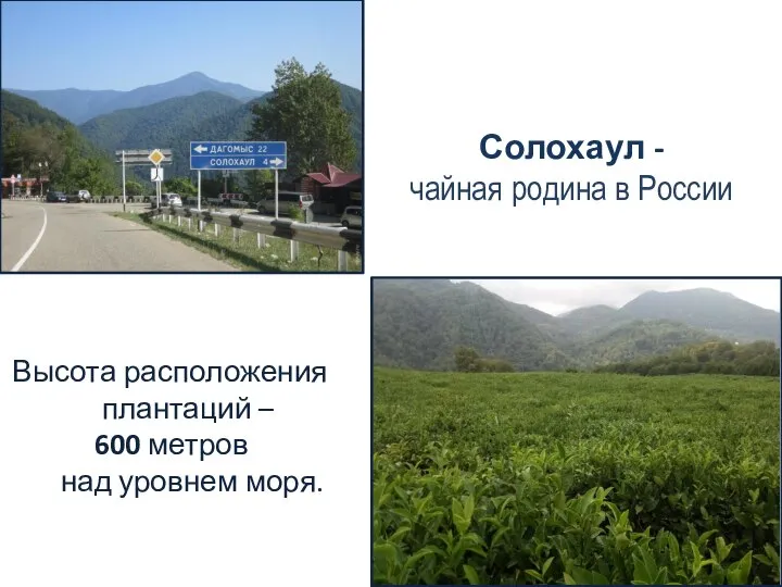 Солохаул - чайная родина в России Высота расположения плантаций – 600 метров над уровнем моря.