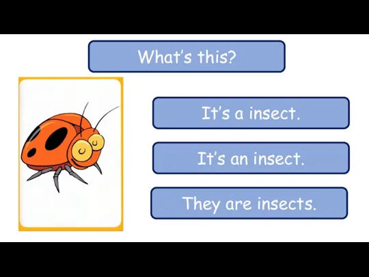 What’s this? It’s a insect. It’s an insect. They are insects.