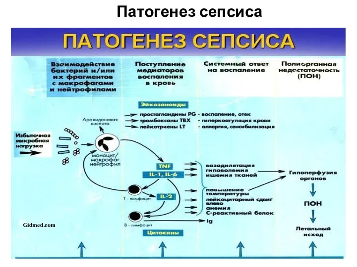 Gidmed.com Патогенез сепсиса