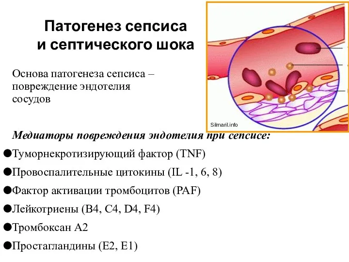 Патогенез сепсиса и септического шока Основа патогенеза сепсиса – повреждение эндотелия сосудов