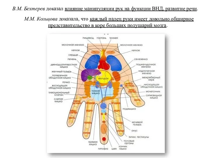 М.М. Кольцова доказала, что каждый палец руки имеет довольно обширное представительство в