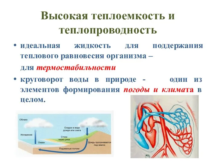 Высокая теплоемкость и теплопроводность идеальная жидкость для поддержания теплового равновесия организма –