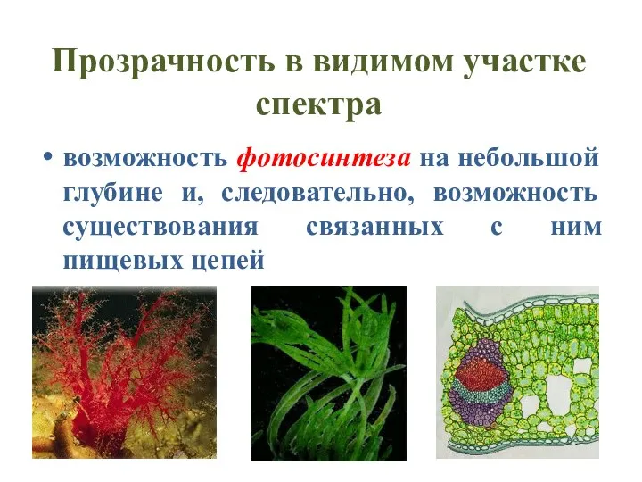 Прозрачность в видимом участке спектра возможность фотосинтеза на небольшой глубине и, следовательно,