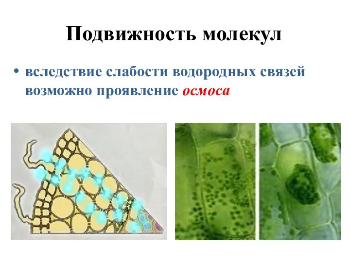 Подвижность молекул вследствие слабости водородных связей возможно проявление осмоса