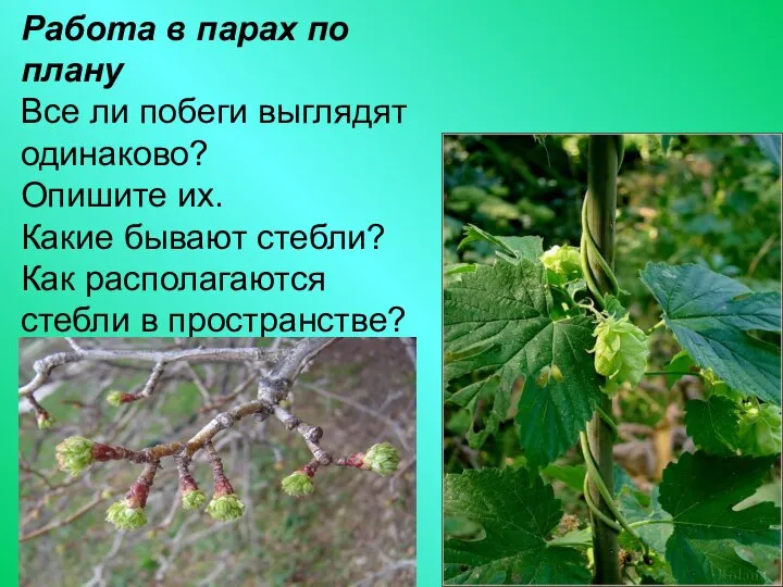 Работа в парах по плану Все ли побеги выглядят одинаково? Опишите их.