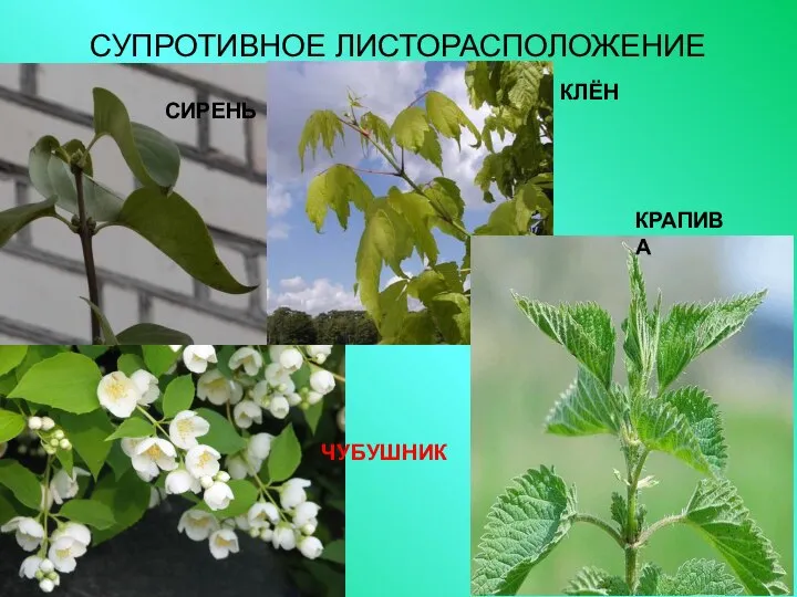 СУПРОТИВНОЕ ЛИСТОРАСПОЛОЖЕНИЕ СИРЕНЬ КЛЁН КРАПИВА ЧУБУШНИК