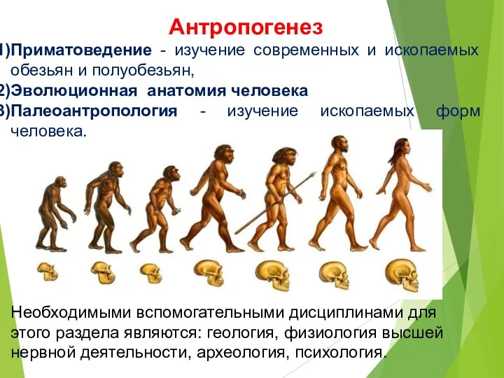 Антропогенез Приматоведение - изучение современных и ископаемых обезьян и полуобезьян, Эволюционная анатомия