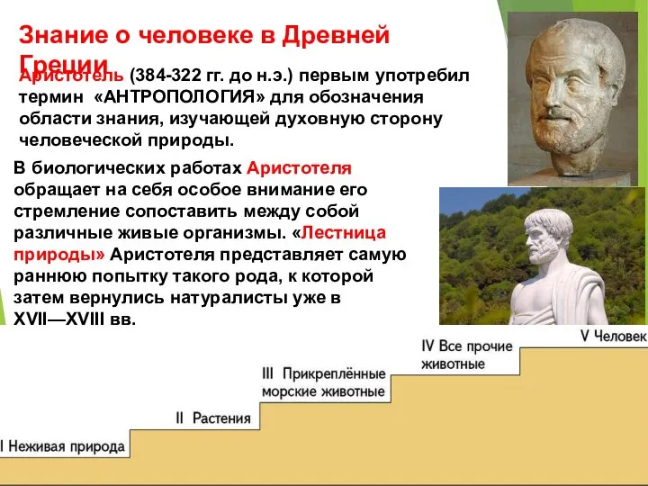 Знание о человеке в Древней Греции В биологических работах Аристотеля обращает на