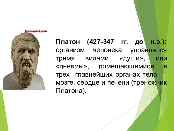 Платон (427-347 гг. до н.э.): организм человека управлялся тремя видами «души», или