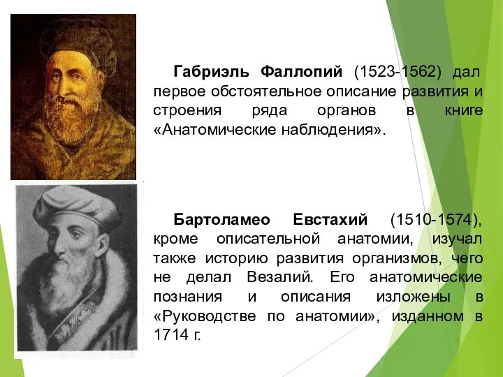 Габриэль Фаллопий (1523-1562) дал первое обстоятельное описание развития и строения ряда органов