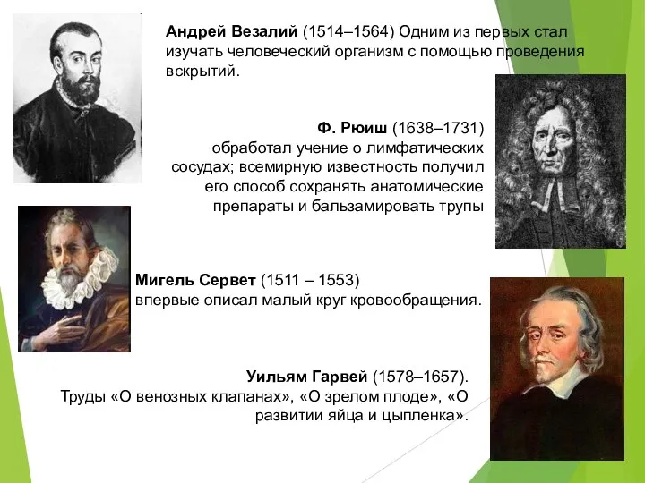 Андрей Везалий (1514–1564) Одним из первых стал изучать человеческий организм с помощью