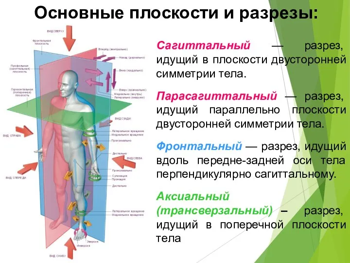 Сагиттальный — разрез, идущий в плоскости двусторонней симметрии тела. Парасагиттальный — разрез,