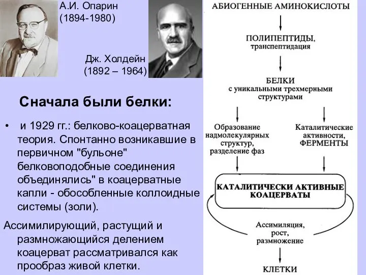 А.И. Опарин (1894-1980) Дж. Холдейн (1892 – 1964) и 1929 гг.: белково-коацерватная