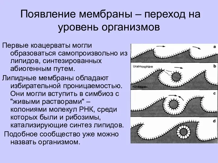 Появление мембраны – переход на уровень организмов Первые коацерваты могли образоваться самопроизвольно