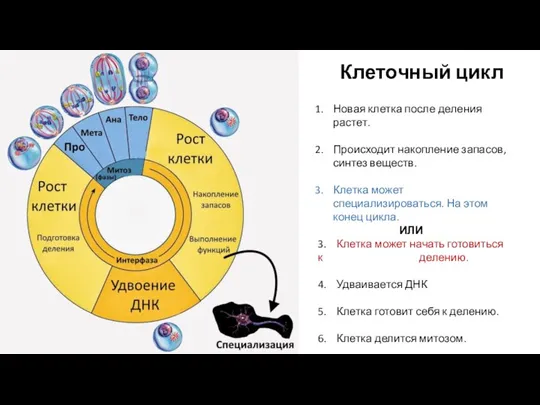 Клеточный цикл Новая клетка после деления растет. Происходит накопление запасов, синтез веществ.