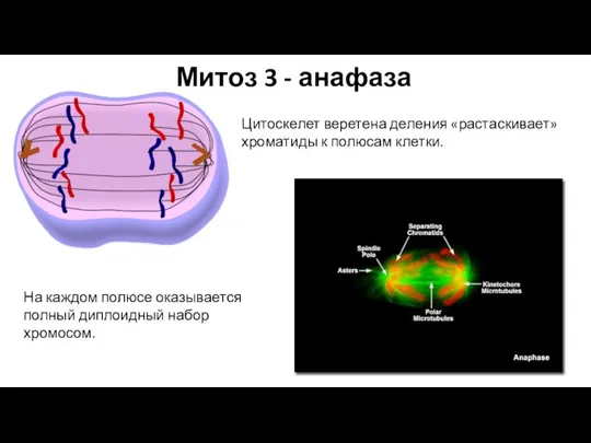 Митоз 3 - анафаза Цитоскелет веретена деления «растаскивает» хроматиды к полюсам клетки.