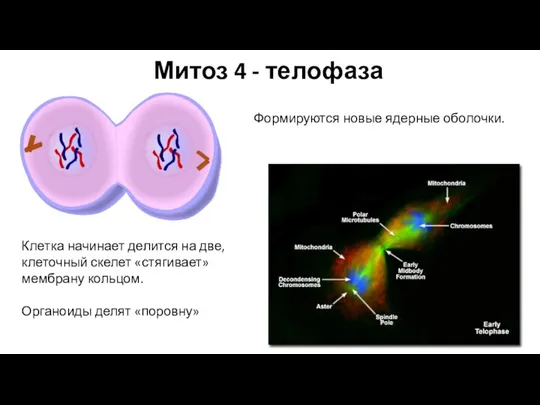 Митоз 4 - телофаза Формируются новые ядерные оболочки. Клетка начинает делится на