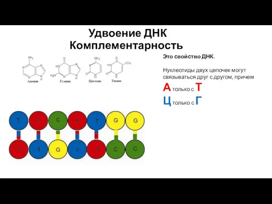 Удвоение ДНК Комплементарность Это свойство ДНК. Нуклеотиды двух цепочек могут связываться друг