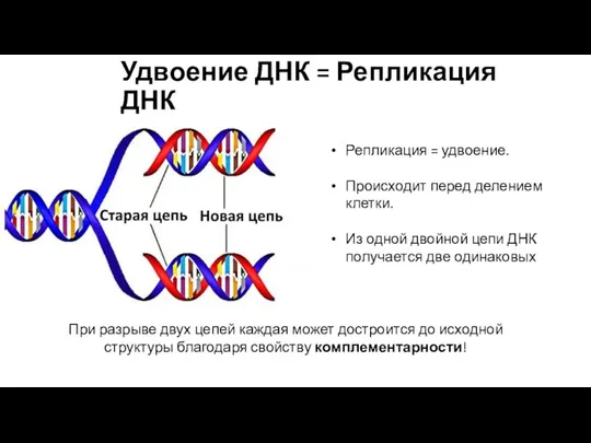 Удвоение ДНК = Репликация ДНК Репликация = удвоение. Происходит перед делением клетки.