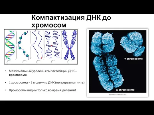 Компактизация ДНК до хромосом Максимальный уровень компактизации ДНК – хромосома. 1 хромосома