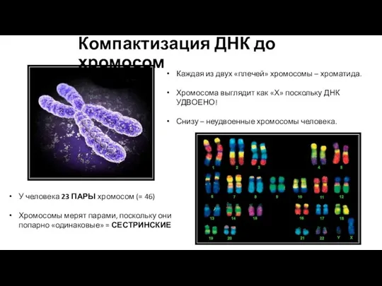 Компактизация ДНК до хромосом Каждая из двух «плечей» хромосомы – хроматида. Хромосома