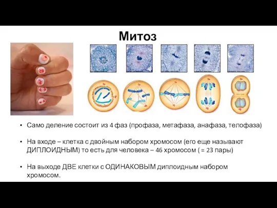 Митоз Само деление состоит из 4 фаз (профаза, метафаза, анафаза, телофаза) На