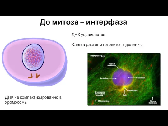 До митоза – интерфаза ДНК удваивается Клетка растет и готовится к делению