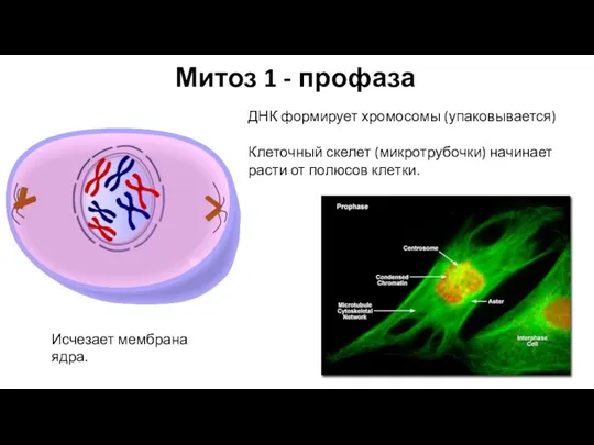Митоз 1 - профаза ДНК формирует хромосомы (упаковывается) Клеточный скелет (микротрубочки) начинает