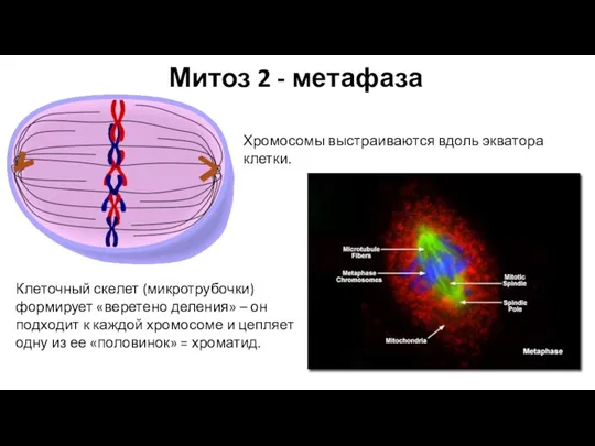 Митоз 2 - метафаза Хромосомы выстраиваются вдоль экватора клетки. Клеточный скелет (микротрубочки)